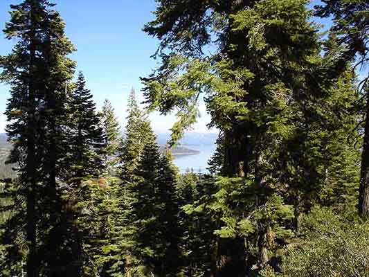 Summer Tahoe Rawhide path
