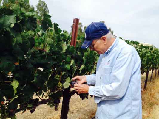 Summer Tom's Vineyard